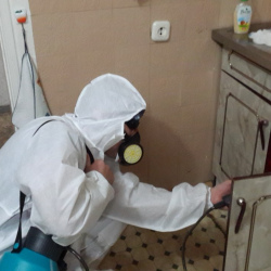 Дезинфекция от муравьев в квартире в Светлогорске